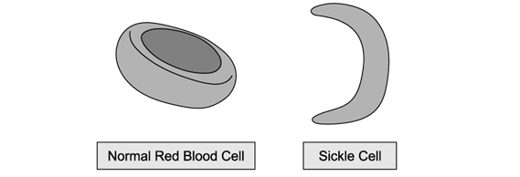 biology-q2b-3-1-sq-ib-hl