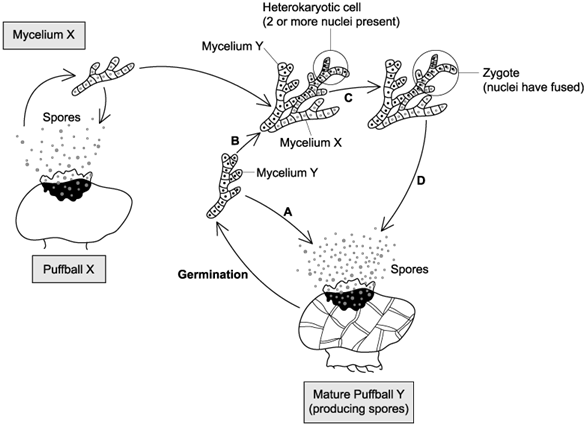 biology-q4a-ib-hl-sq-png