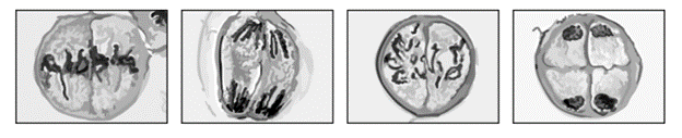 biology-q4b-3-2-ib-hl-sq