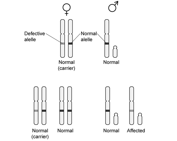 biology-q4b-3-3-sq-ib-hl