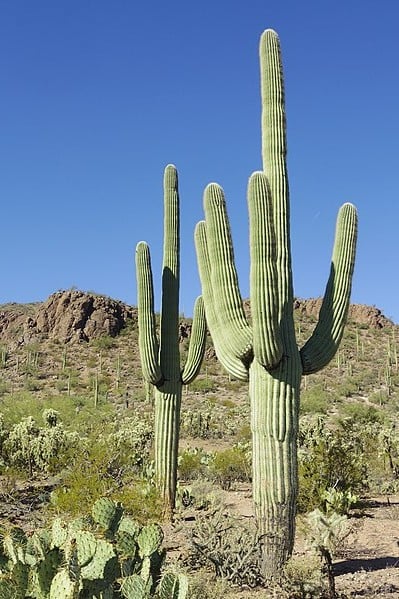 cactus-photograph