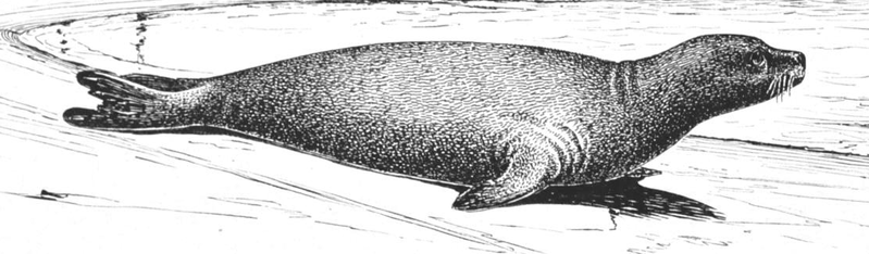 caribbean monk seal artwork