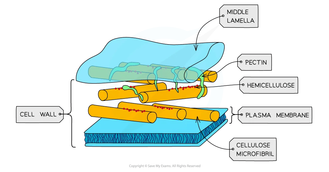 cell-components-cell-wall-diagram