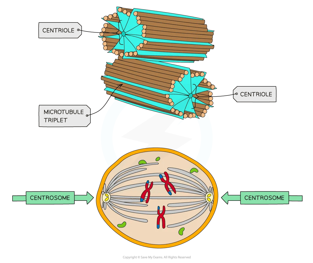 cell-components-centriole-diagram