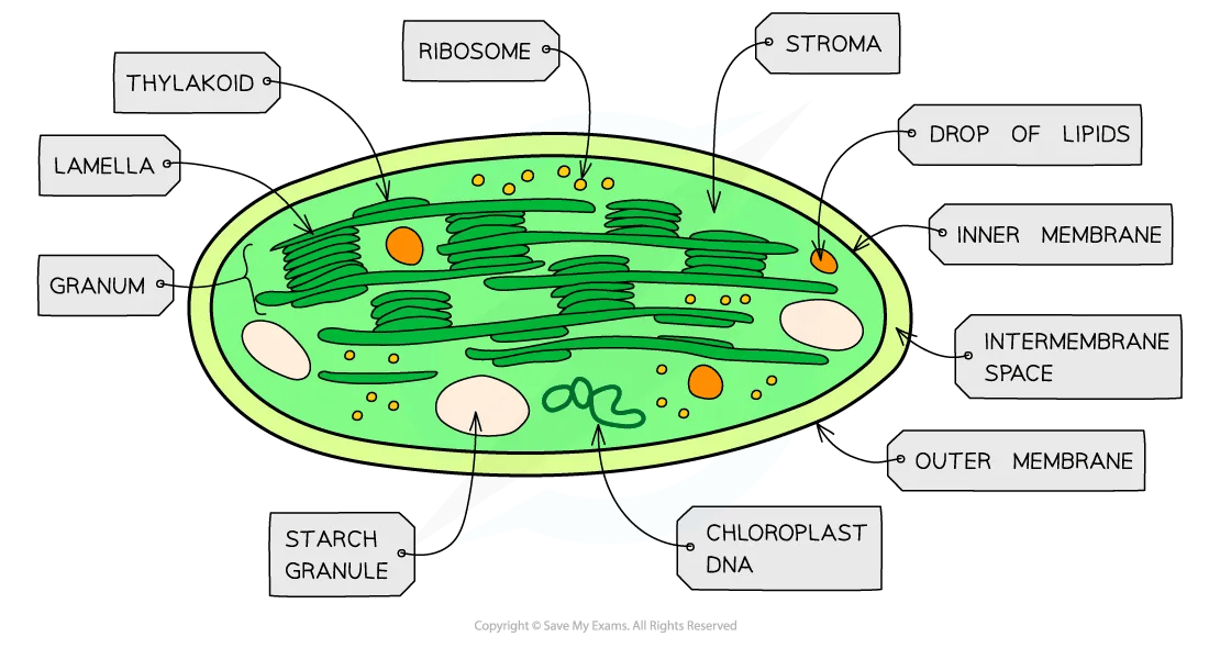 cell-components-chloroplast-diagram