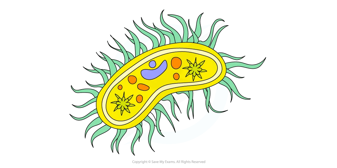 cell-components-cilia-diagram