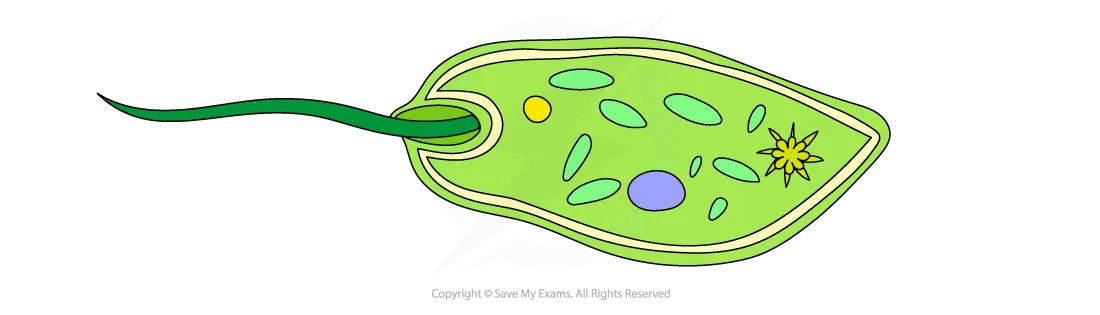 cell-components-flagella-diagram