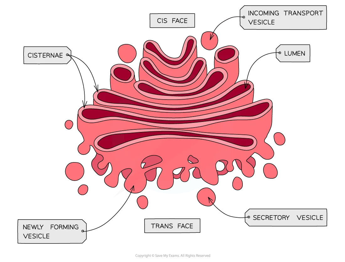 cell-components-golgi-aparatus-diagram