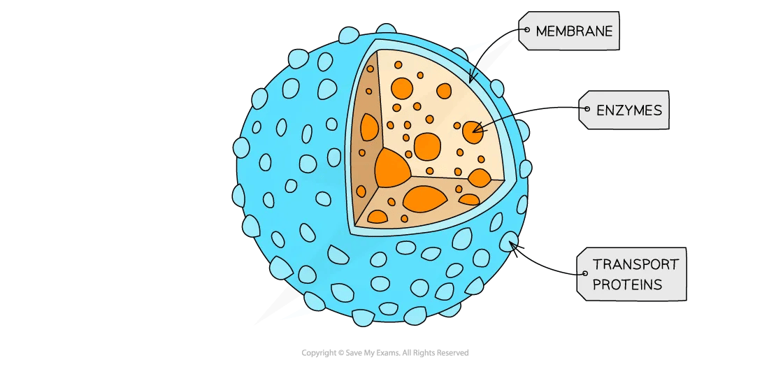 cell-components-lysosomes-diagram