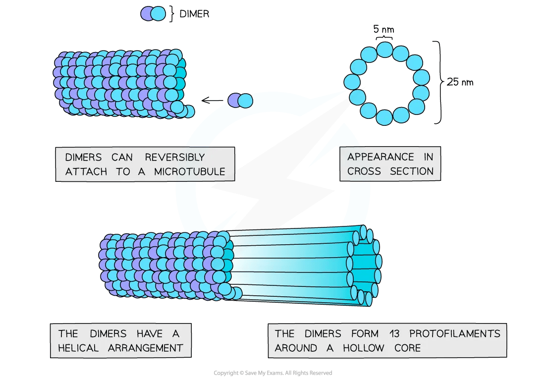 cell-components-microtubule-diagram