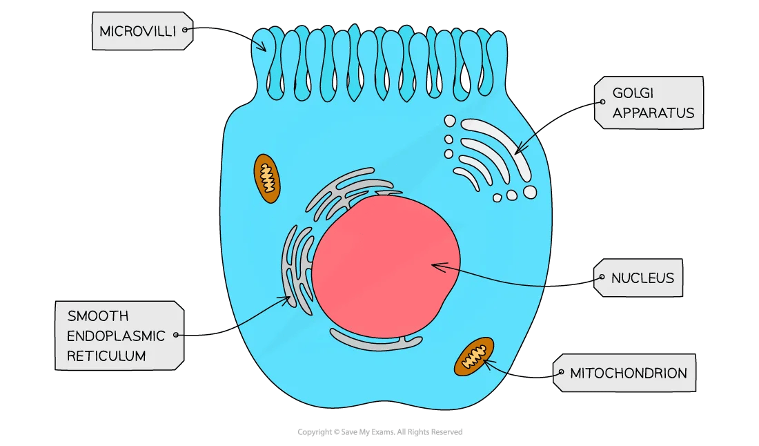 cell-components-microvilli-diagram