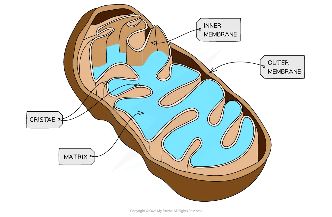 cell-components-mitochondria-diagram