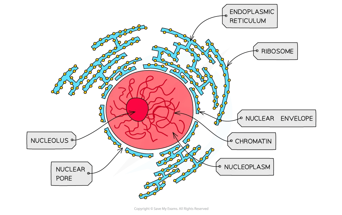 cell-components-nucleus-diagram