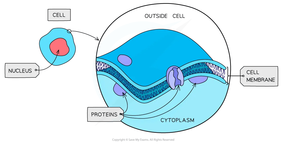 cell-components-plasma-membrane-diagram