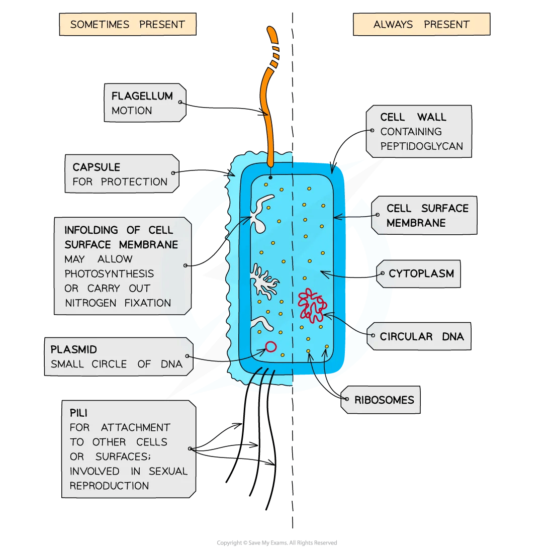 cell-components-prokaryotic-cell-structure