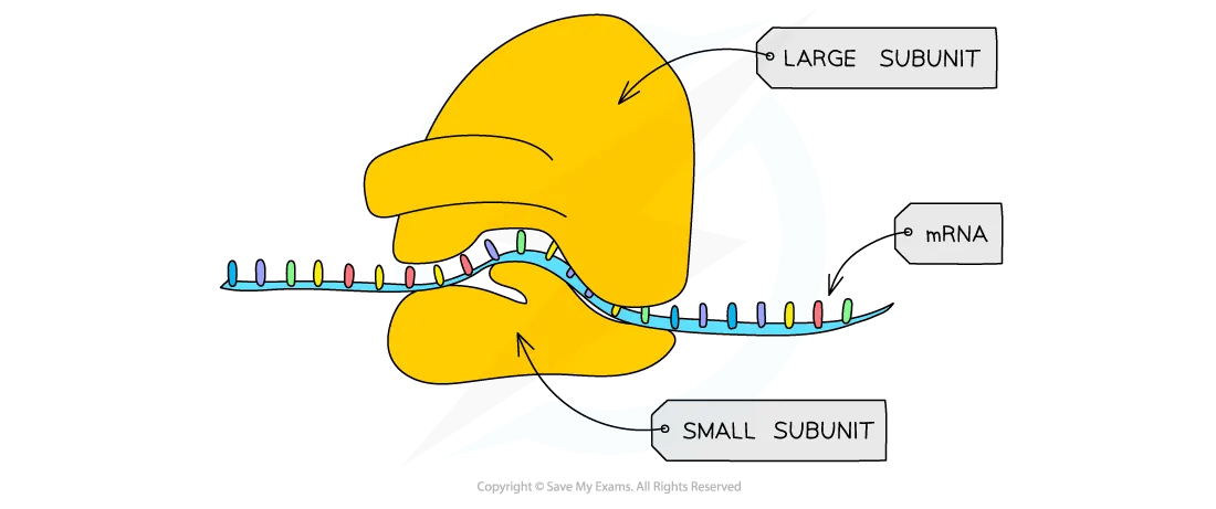 cell-components-ribosome-diagram