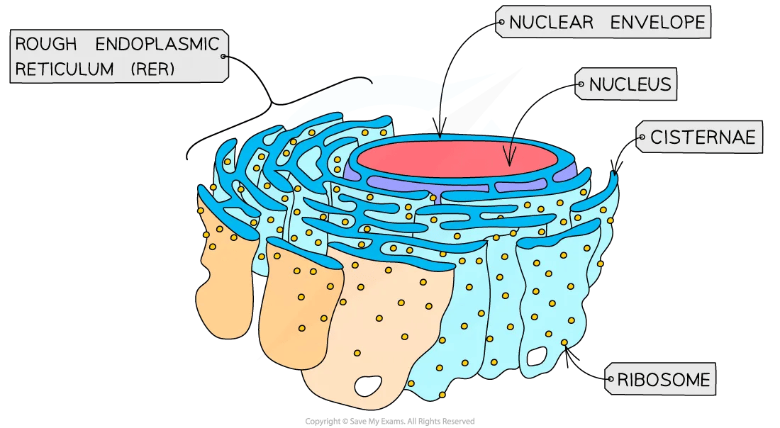 cell-components-rough-endoplasmic-reticulum-diagram