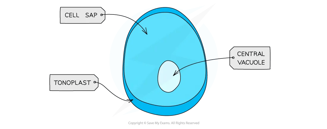 cell-components-vacuole-diagram