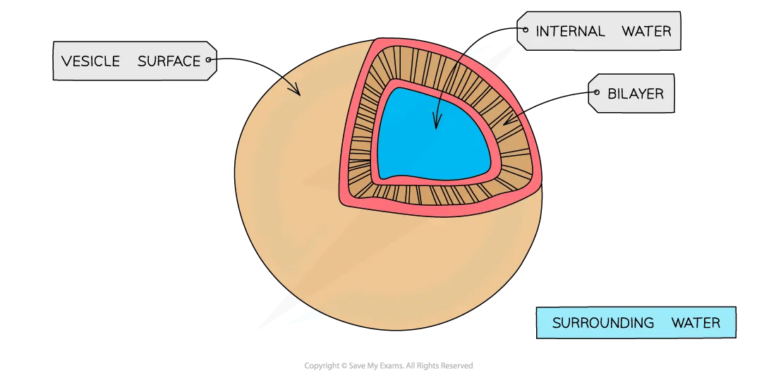 cell-components-vesicle-diagram