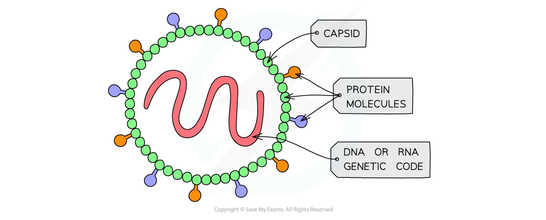 The general structure of a virus