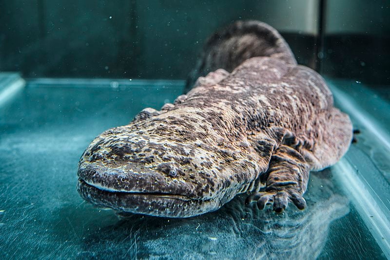 Chinese giant salamander photograph