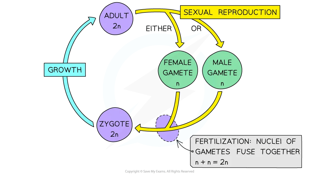 A life cycle diagram showing diploid and haploid stages