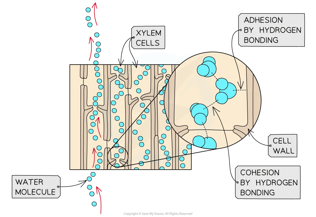 Cohesion and adhesion in the xylem diagram