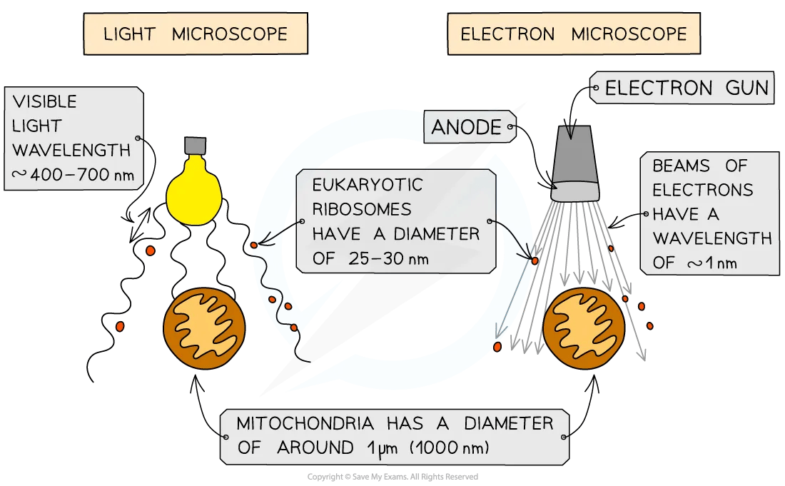 comparing-microscope-resolution