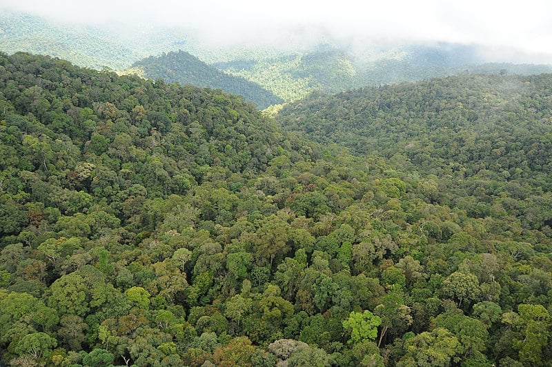 dipterocarp forest photograph