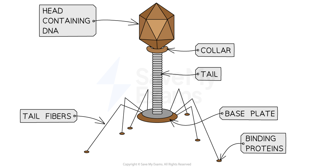 The structure of bacteriophage lambda