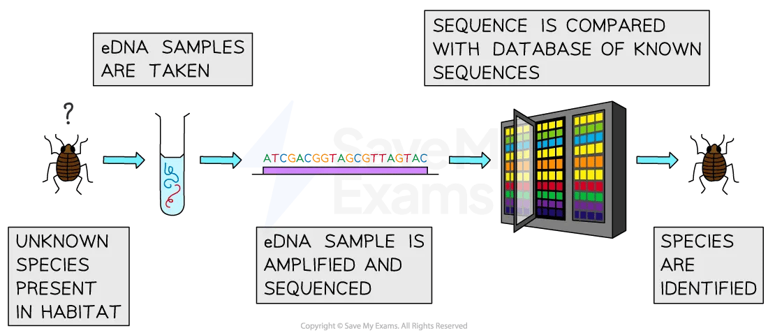  The process of using eDNA to identify species