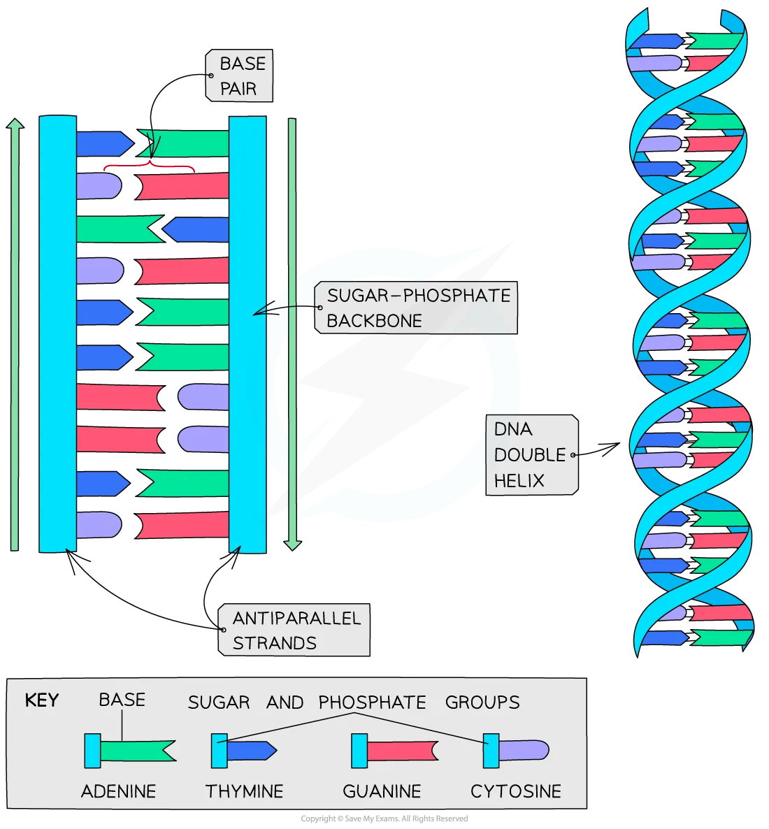 DNA double helix formation diagram