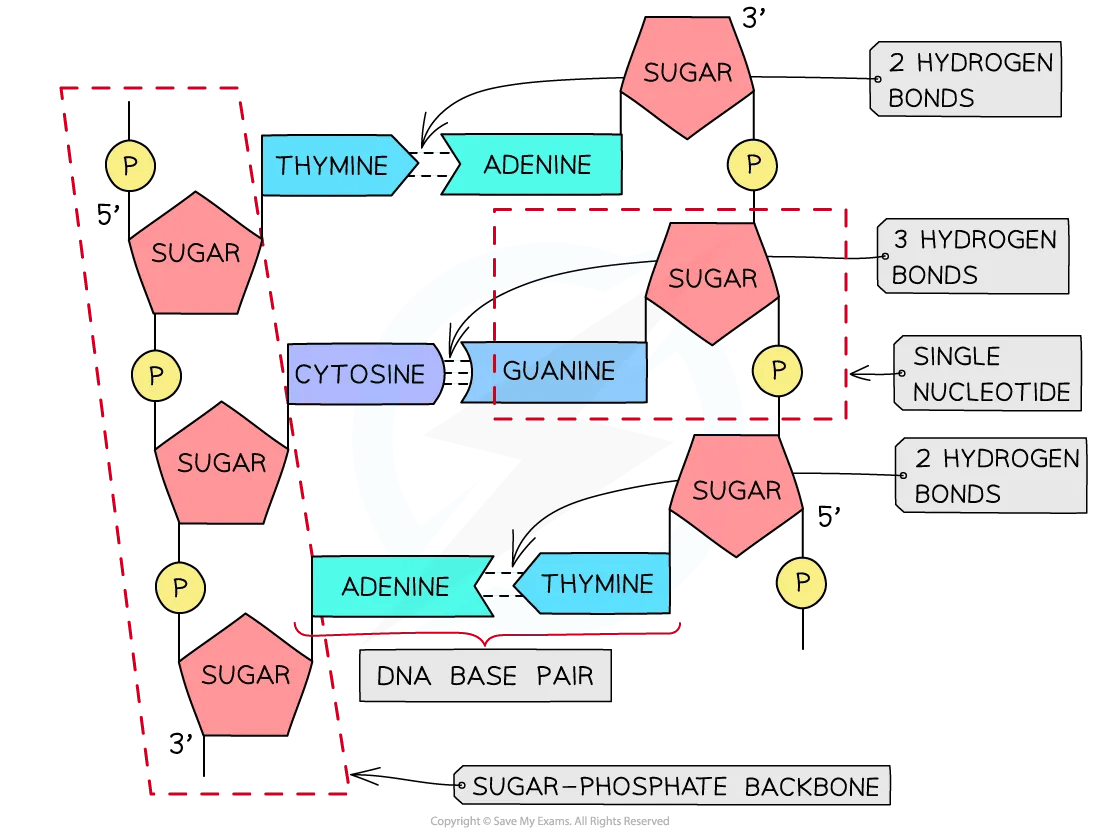 dna-molecule-with-hydrogen-bonding-diagram