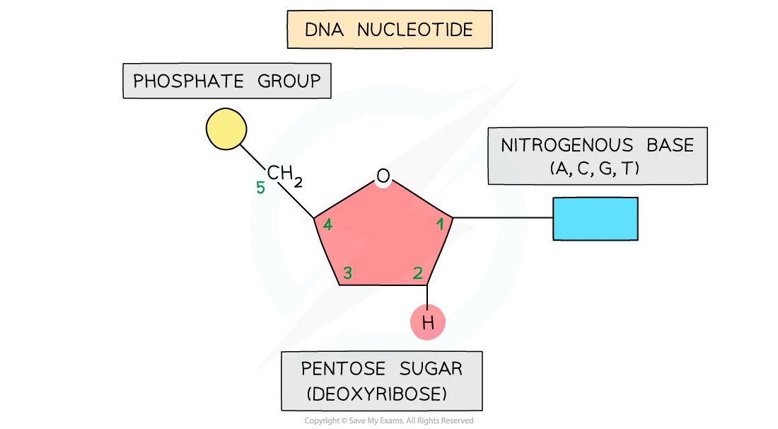 DNA nucleotide diagram