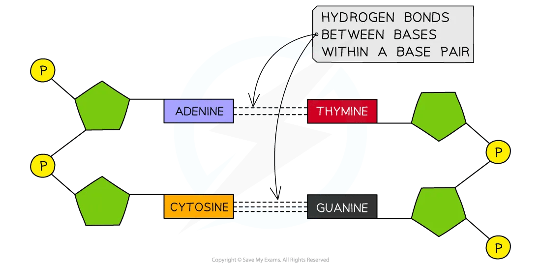 Drawing base pairing in DNA diagram