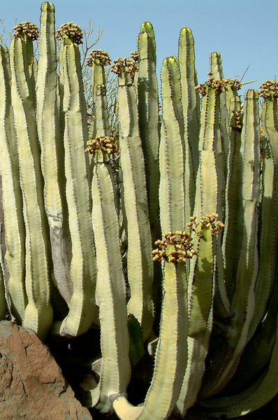 euphorbia-photograph