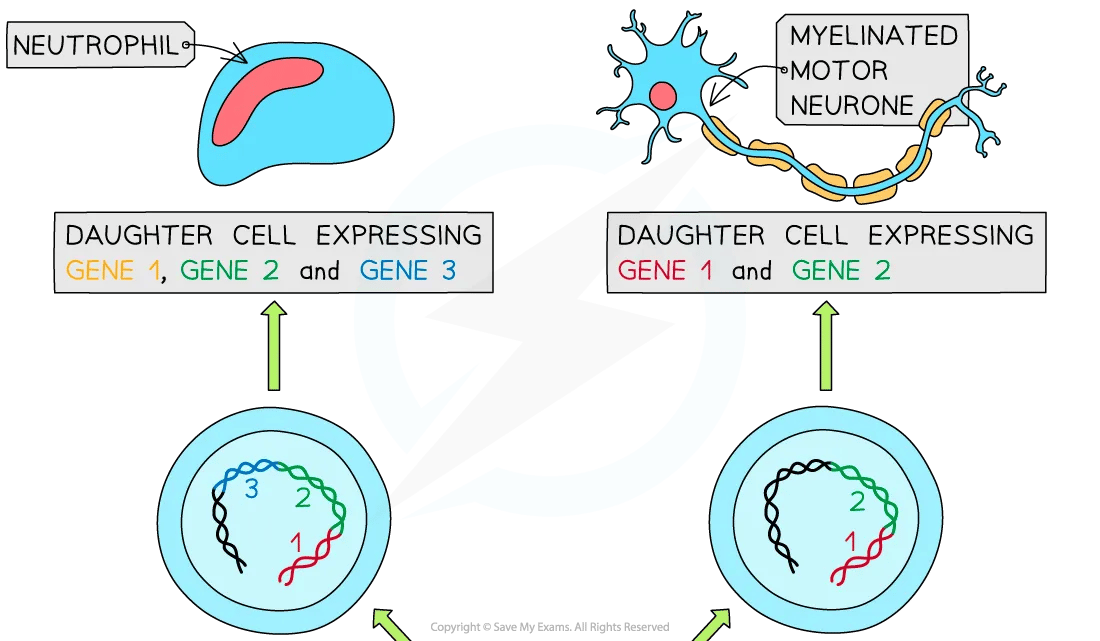 expression-of-genes-diagram-part-1