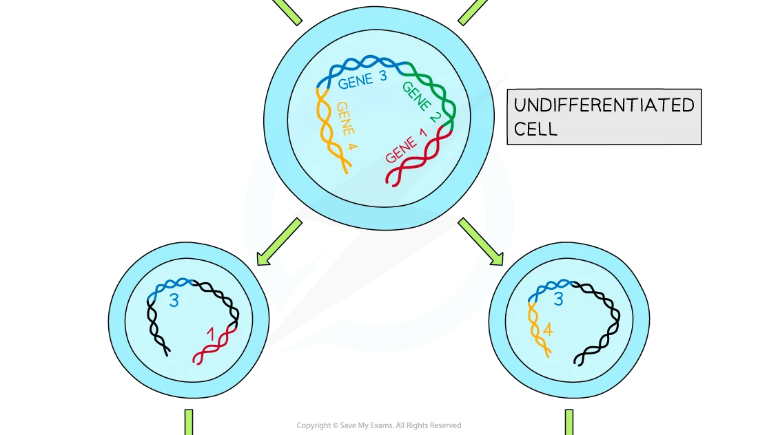 expression-of-genes-diagram-part-2