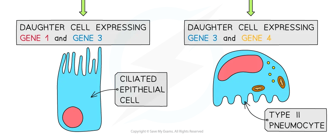 expression-of-genes-diagram-part-3