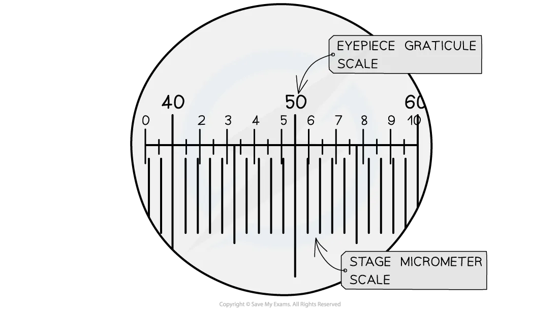 eyepiece-graticule-stage-micrometer-diagram