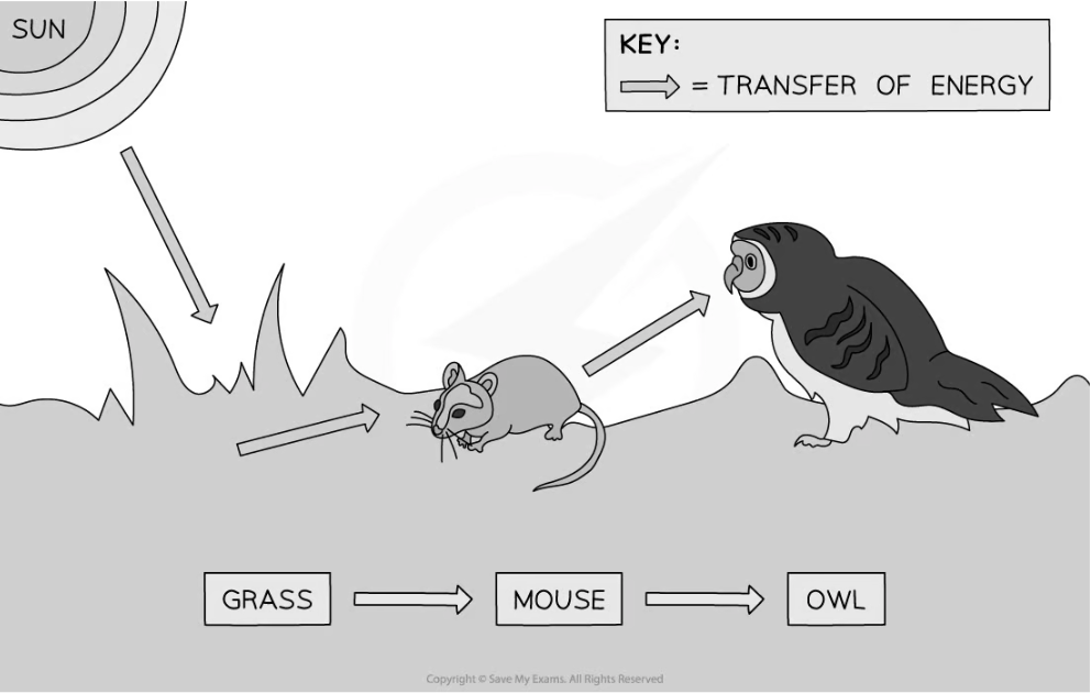 food-chain