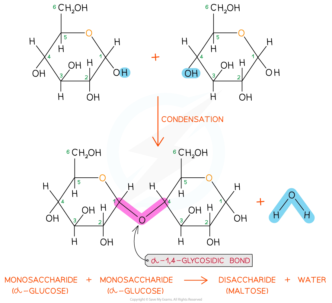 forming a glycosidic bond