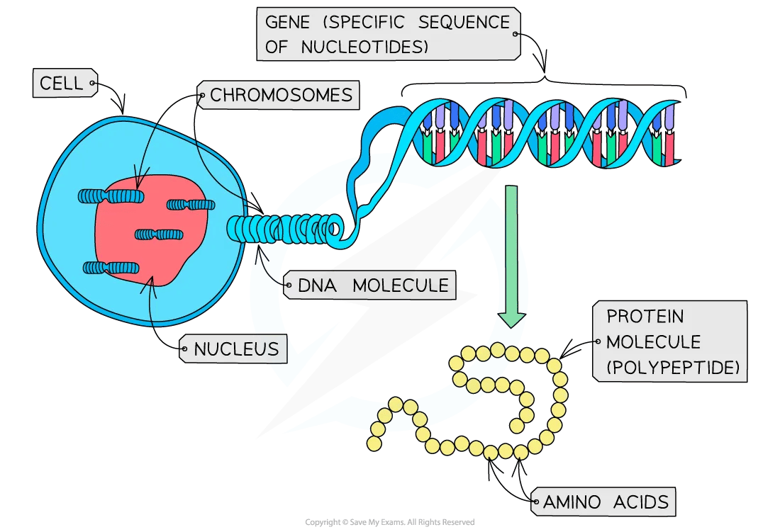 From gene to protein diagram