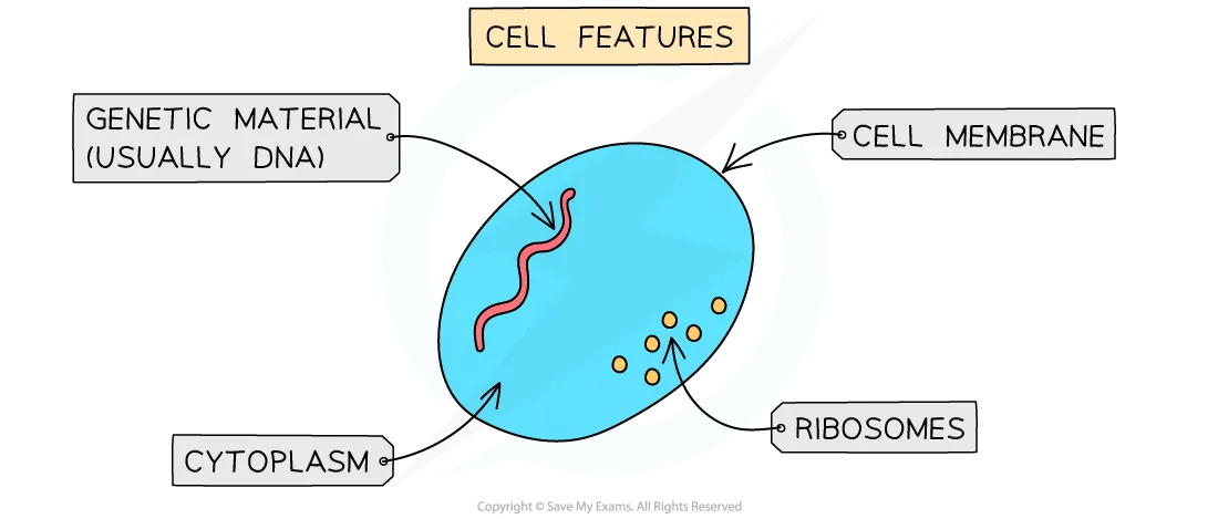 General cell features diagram