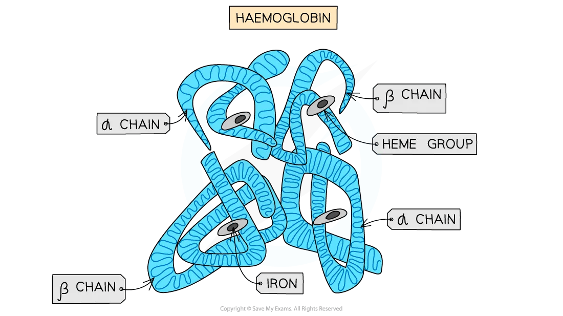 The structure of haemoglobin showing the four haem units