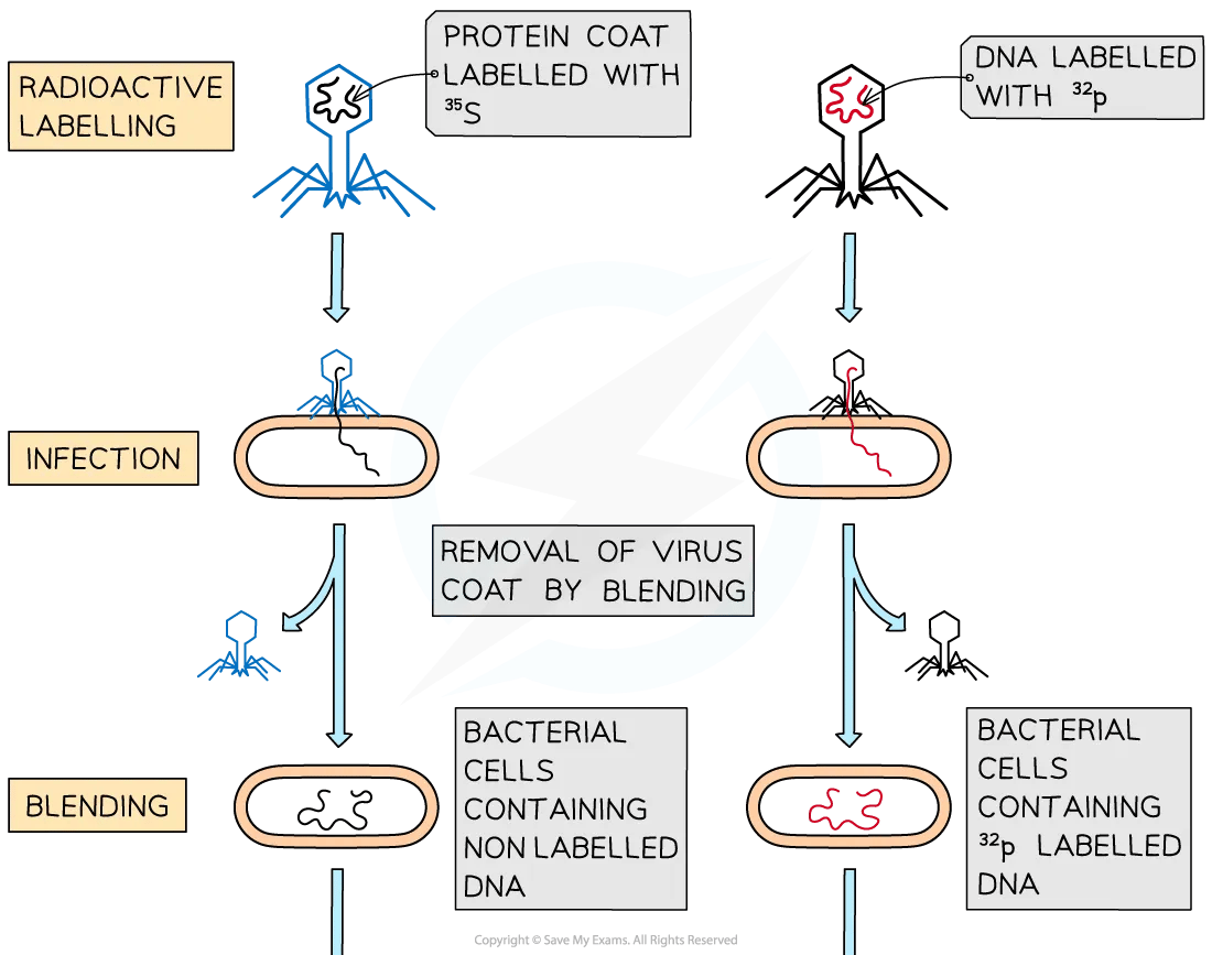 Hershey and Chase experiment diagram 1