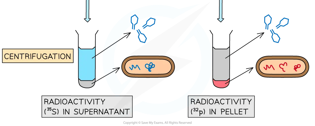 Hershey and Chase experiment diagram 2