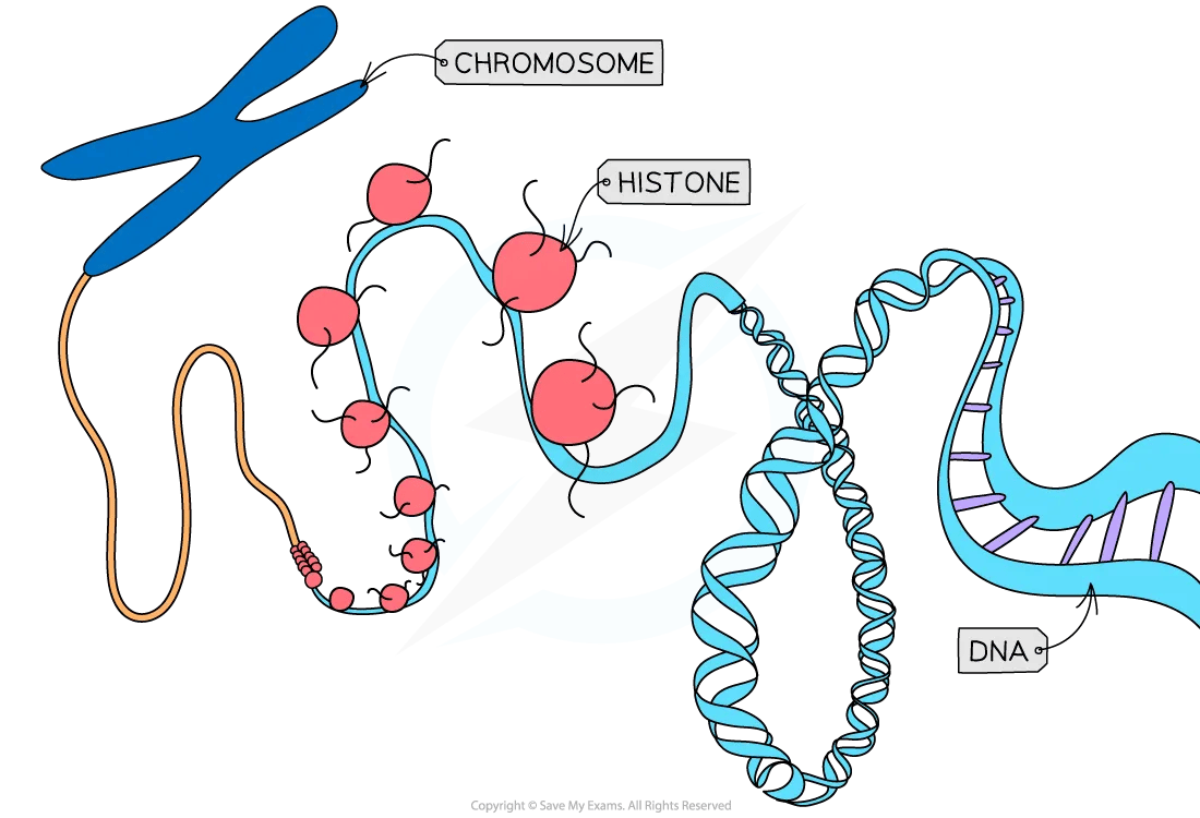 Histones diagram