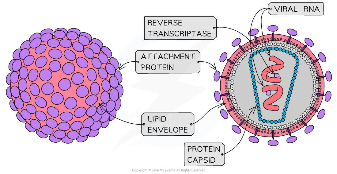 hiv-structure-diagram