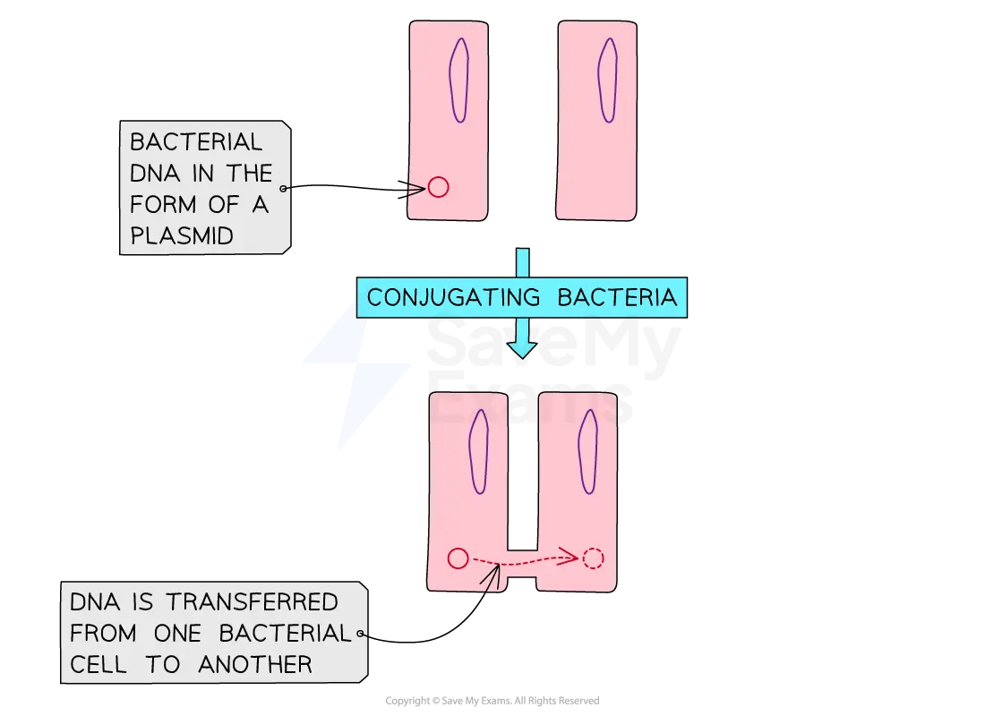 DNA plasmids being transferred between bacterial cells